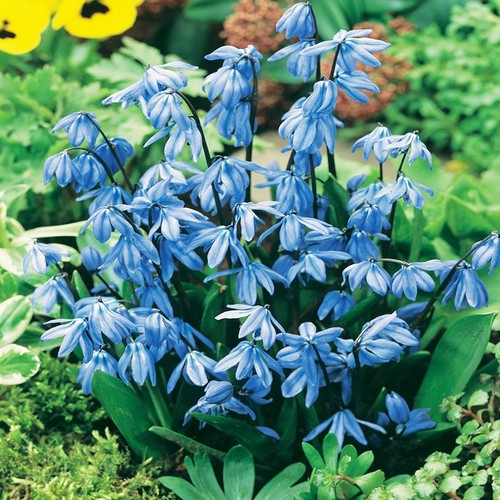 Bulbes scilla siberica - scilla,