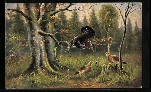 Coq avec poules - coq, postale
