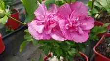 Hibiscus syriacus Magenta