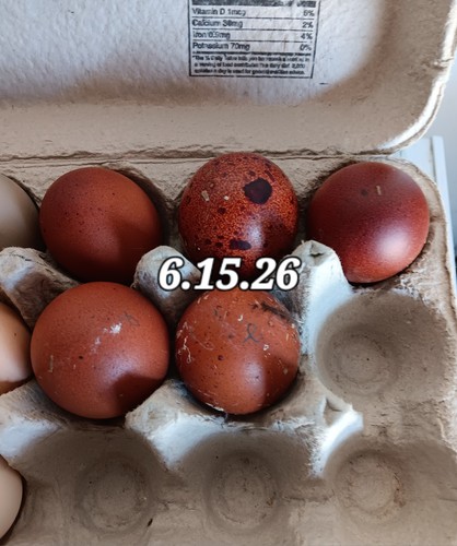 French black copper marans - black,