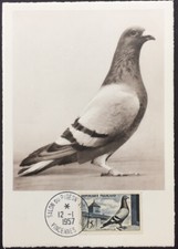 Carte N° 1091 COLOMBOPHILE