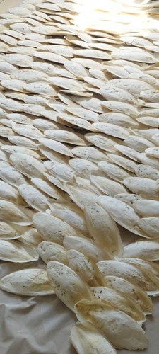 1kg vrac seiche - os,