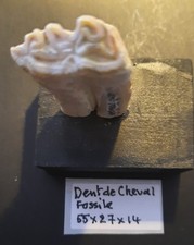 FOSSILE DENT DE CHEVAL FOSSILISEE 55 MM