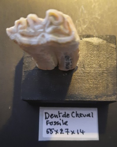 Collections fossile dent - fossile,