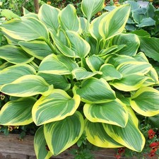 Hosta plantain rustique -