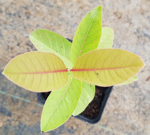 Psidium cattleyanum lucidum - psidium,
