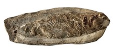 Poisson Fossile du nord