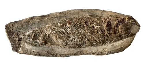 Poisson fossile nord - fossile, du