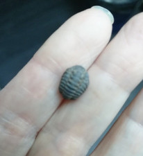 Trilobite phacops 0,83 g / 1,1