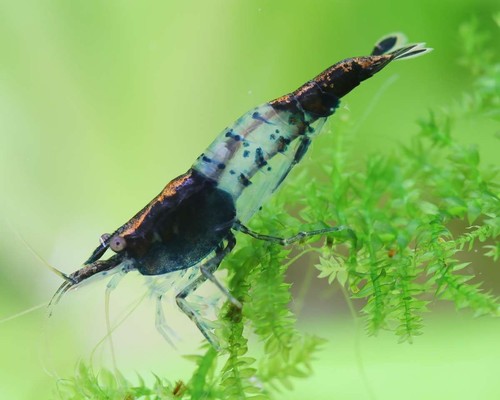Lot crevettes carbon - de, 10