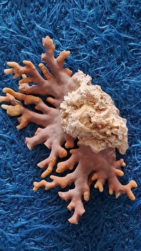 Distichopora violacea - distichopora,