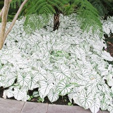 Caladium Tubercule Feuilles