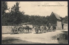 Old postcard coupling of oxen, peasants of Lozère 