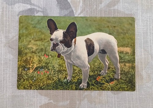 Carte postale ancienne chien - postale,