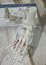 Foot Skeleton Model Tibia-Fibula Stump Strung Elastic Bungee Flexible with stand