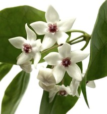 Hoya paziae 5-15cm | Hoya |