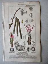 Vintage Print, NOISETIER, c1810,Botanical, TURPIN