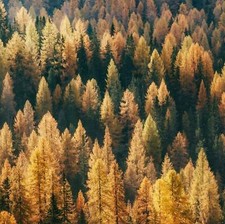 American Larch Tree (Tamarack Tree) - 10-12" Tall Live Plant - Larix laricina