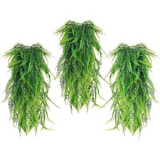 Plantes de faux lierre à