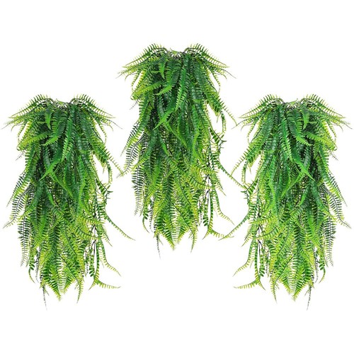 Plantes faux lierre - de,