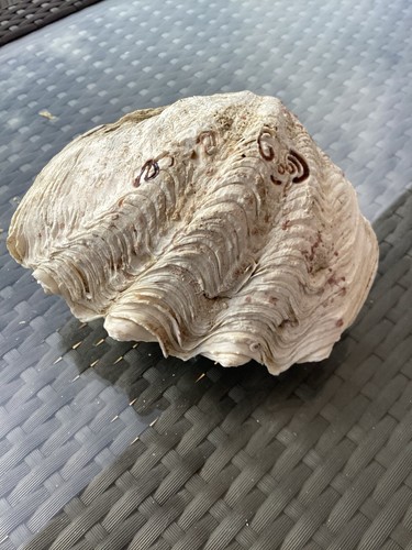 Coquillage benitier bivalve - coquillage,