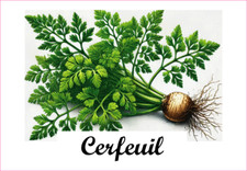 Cerfeuil 12 Etiquettes vinyle