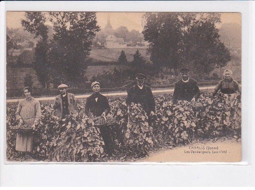 Chablis les vendangeurs aux - vendangeurs, (aux