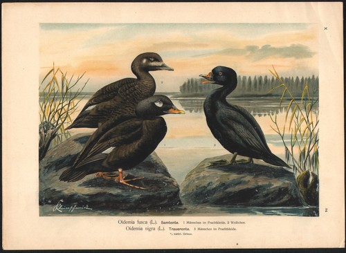 1896 grande lithographie - 1896,