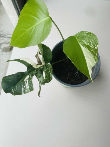 Monstera albo variegata - monstera, –