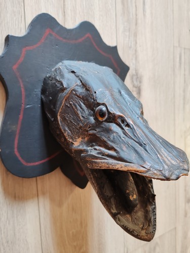 Tête brochet naturalisée - tête,