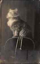 Muncie Postal Cancel IN Main Coon? Cat Wicker Basket c1910 Real Photo Postcard