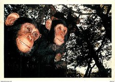 Animals - Monkeys - Chimpanzee - Wildlife Collection - 19. James Balog, Two Ch