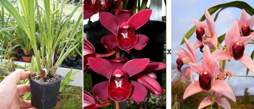Cymbidium rubby brook devon - brook, x