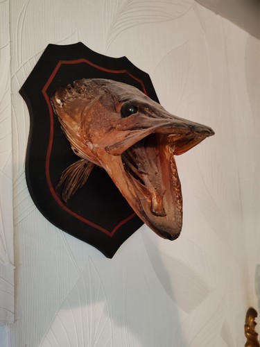 Tête brochet naturalisée - brochet,