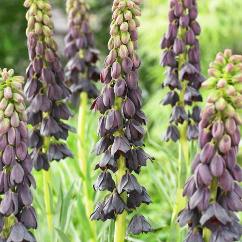 Bulbes fritillaires persica - bulbes, de