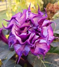Datura "Black Currant Swirl" | Striking Blooms | 15+ SEEDS
