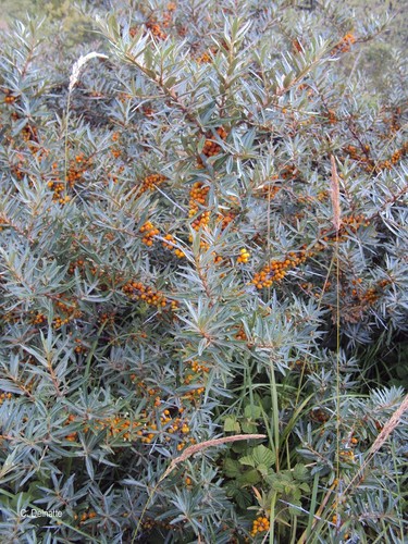 Argousier hippophae - -,