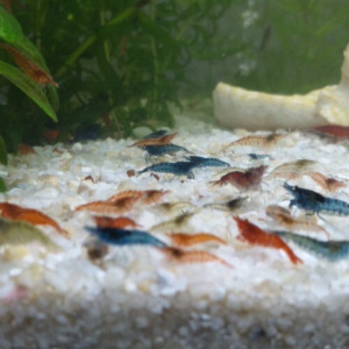 Lot crevettes - lot, de
