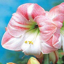Hippeastrum Amaryllis Bulbe
