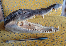 Ancienne Tête de Crocodile