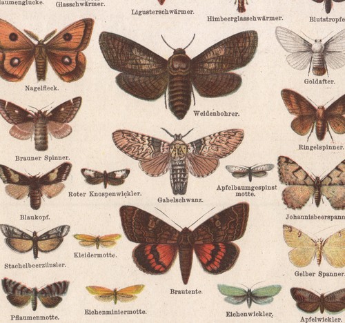 1890 lithographie insectes - lithographie,