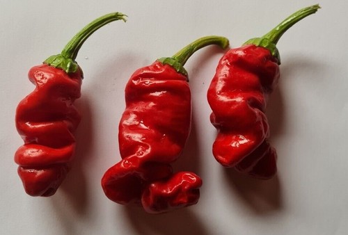 Graines piment peter - piment,