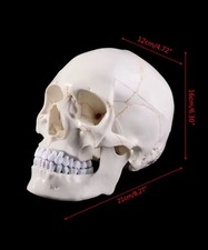 Modèle crâne humain grandeur