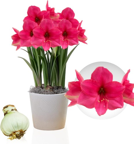 Bulbes amaryllis surprise - bulbes,