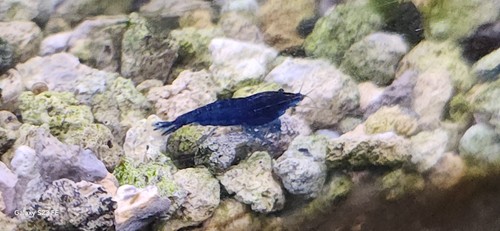 Lot crevettes blue - lot,