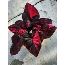 AUTHENTIC Volcano Caladium 1 bulb