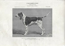 Antique Print DOG breed GASCON SAINTONGEOIS 1904 Antique print dogs