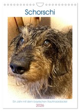 Schorschi - Un an avec le teckel bavarois à poil dur (Calendrier mural 2026 DIN 