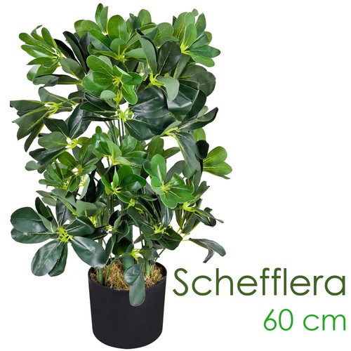 Schefflera plante arbre - schefflera,