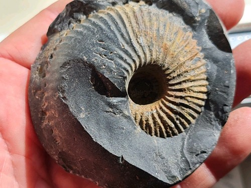 Ammonite macrocephalites - ammonite:,